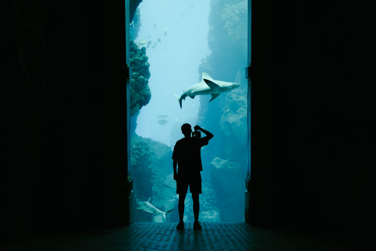 Filming a shark through aquarium glass